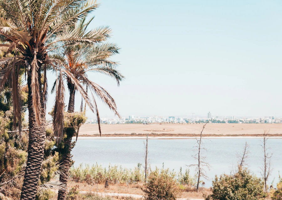 Palm trees beside Larnaca Salt Lake, Cyprus